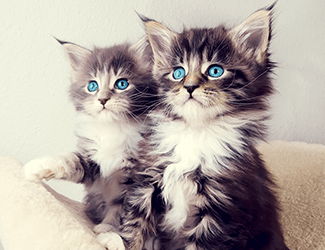 低空無人機測繪：高效、精確、廣泛應用的新興技術